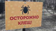 Клещи продолжают атаковать Новосибирскую область: тысячи пострадавших с начала сезона