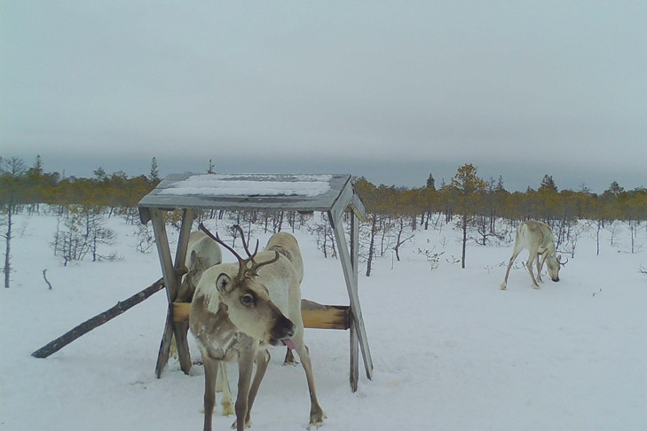 Северные олени вернулись на границу Новосибирской области