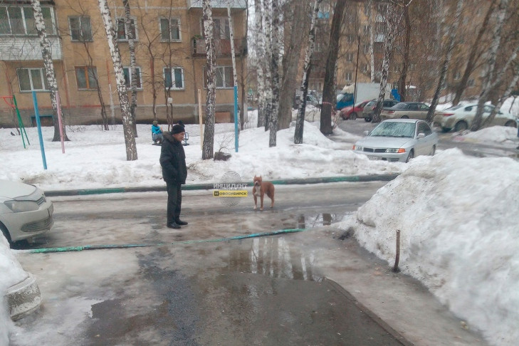Бойцовская собака загнала сибирячку с шокером в подъезд в Новосибирске