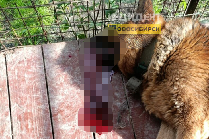 Полицейские задержали пенсионера за убийство собаки Линды под Новосибирском