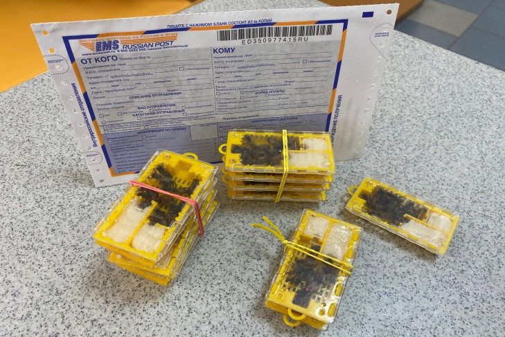 Первую посылку с пчелами отправили из Новосибирска