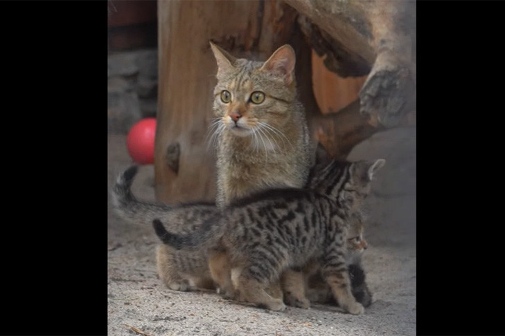 Четыре лесных котенка родились в зоопарке Новосибирска