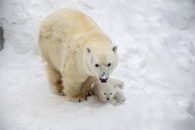Белые медведи Герда и Кай из зоопарка Новосибирска снова стали родителями