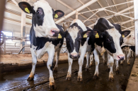 В Новосибирской области помогут выплатами владельцам утраченных сельхозживотных