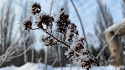 Морозы в Новосибирске усилятся до −43 градусов