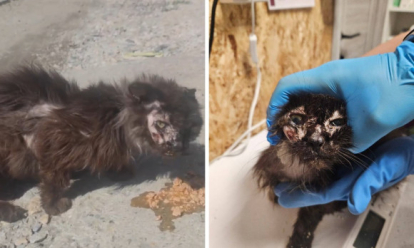 Умирала от жажды и голода в жару: волонтёры спасают беззубую кошку