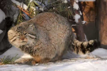 «Хочется пожамкать»: дикий кот Зеленогорск умилил новосибирцев в Сети