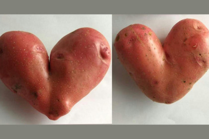 Картофель в виде любящих сердец нашли в Тогучине