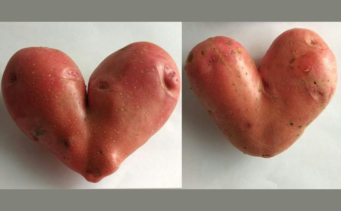 Картофель в виде любящих сердец нашли в Тогучине
