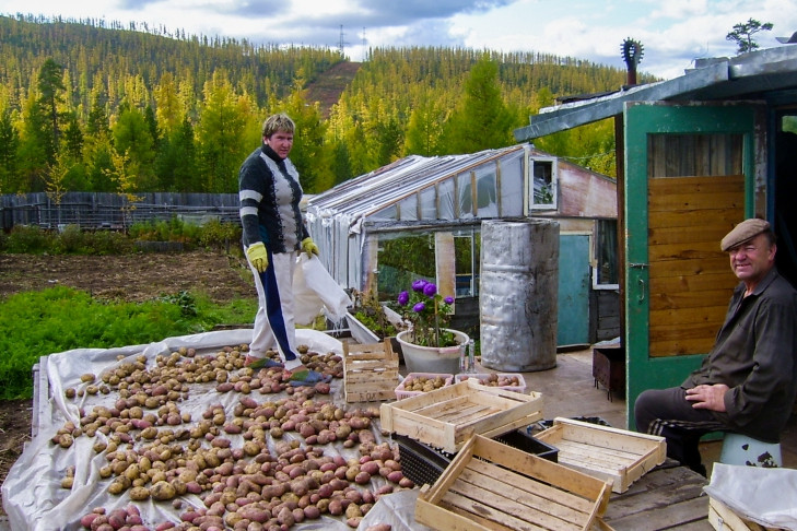 Самые странные способы посадки картошки прокомментировал агроном Мармулев