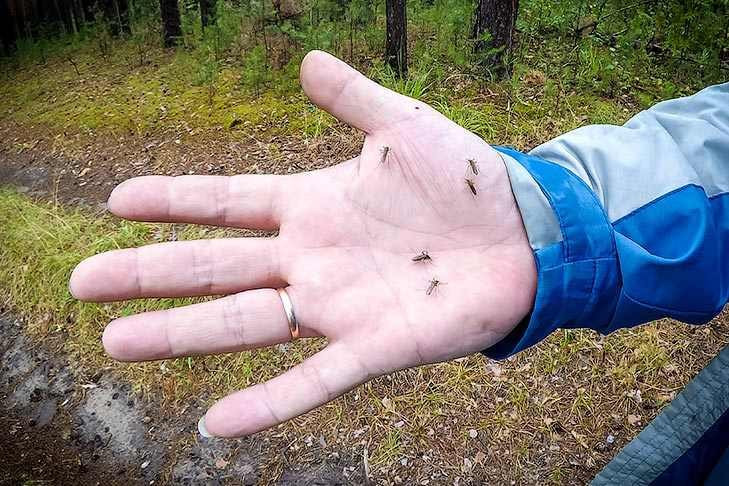 Массовый вылет комаров начался в Новосибирске в середине мая-2022