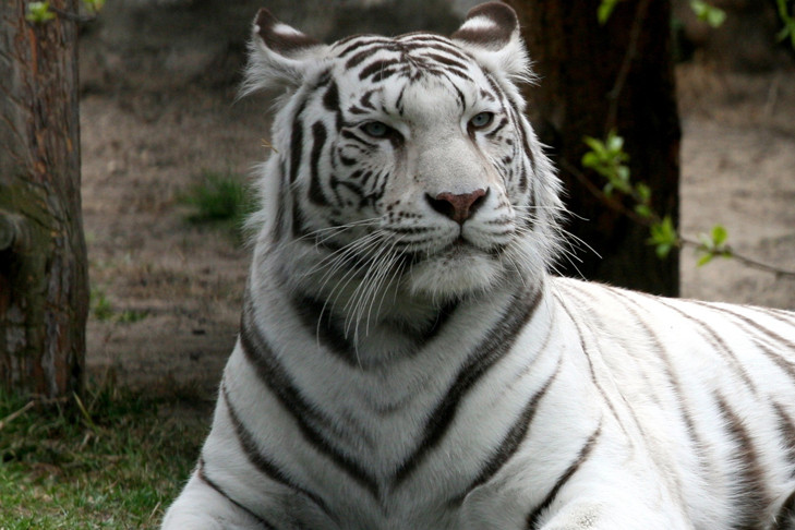 Белая тигрица Зая умерла на 20-м году жизни в Новосибирском зоопарке