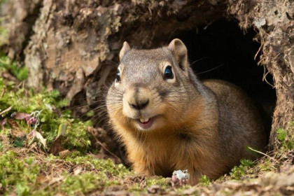 День сурка 2 февраля 2026: лучшие мемы, стихи и прикольные открытки