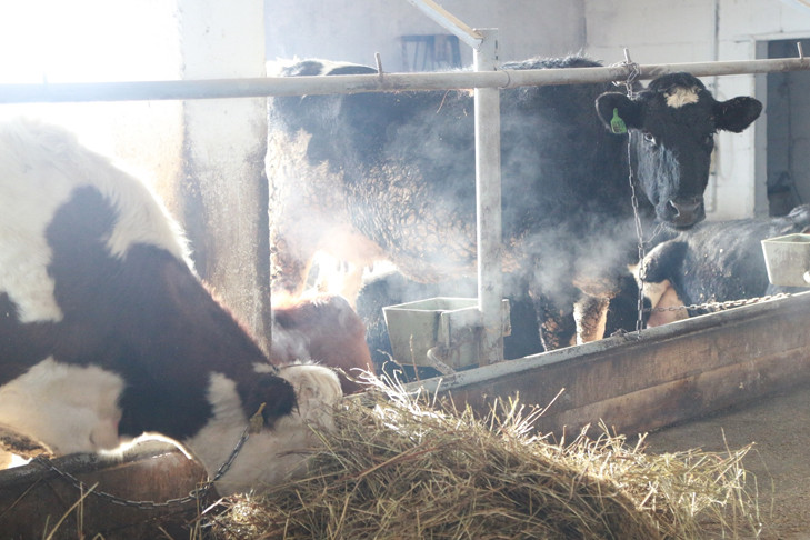 Алтайский фермер заморил голодом 300 коров в селе Шайдурово под Новосибирском