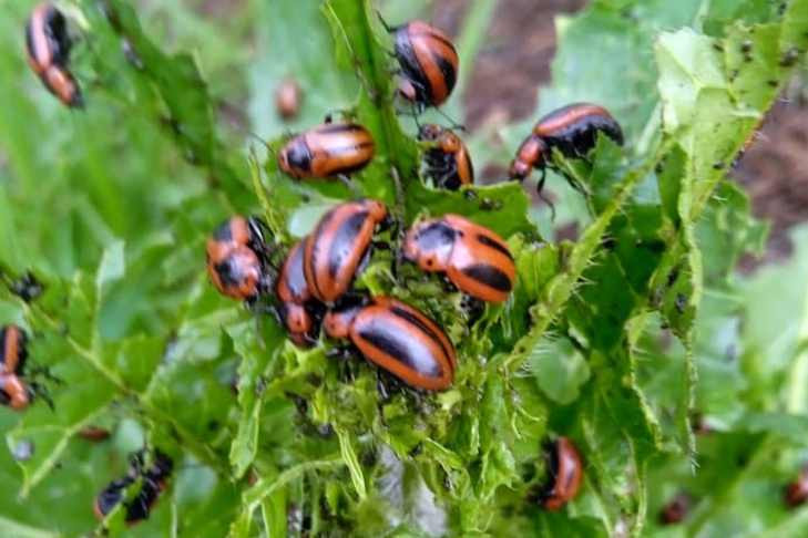 «Охреневшие» жуки впервые появились на растениях в Новосибирске