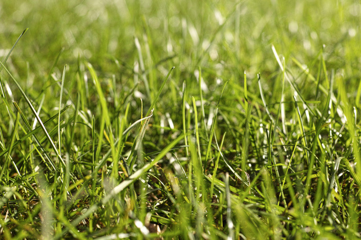 Газоны на Богдана Хмельницкого готовят к сибирской зиме