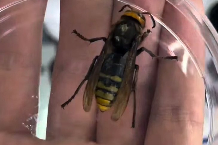 Шершень убил специалиста СО РАН в Новосибирске