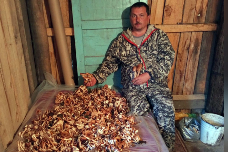 Три дня для сбора опят и белых грибов осталось у жителей Новосибирска