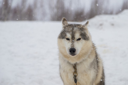 Житель Новосибирской области украл и съел западно-сибирскую лайку