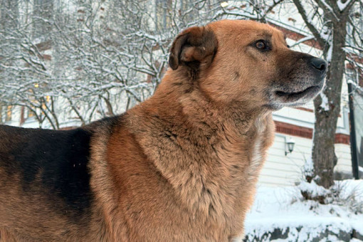 Под Новосибирском дворняга Гарик набросилась на первоклассника