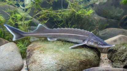 Новосибирец заплатит баснословную сумму за пойманного осетра