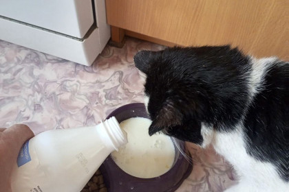 «Магазинное молоко кошки не едят»: зачем нужна корова, рассказали сельчанки из Новосибирской области