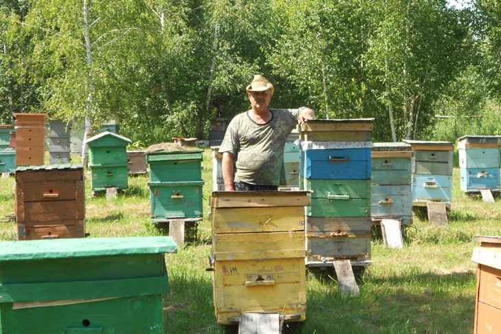 Мёд полон яда: пчеловоды посчитали убытки из-за обработки полей под Новосибирском
