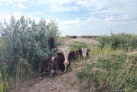 Новосибирские фермеры, лишившиеся скота, продолжают платить налоги