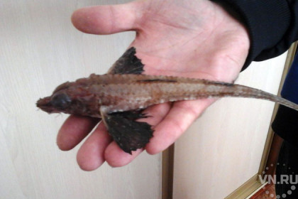 Жуткая рыба с крыльями впервые поймана в Новосибирской области