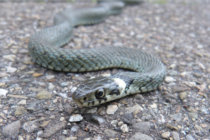 Змея проникла на детскую площадку в Новосибирске
