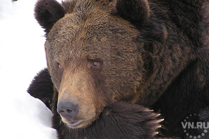 Медведь на веревке разгуливает по селу – жители в страхе