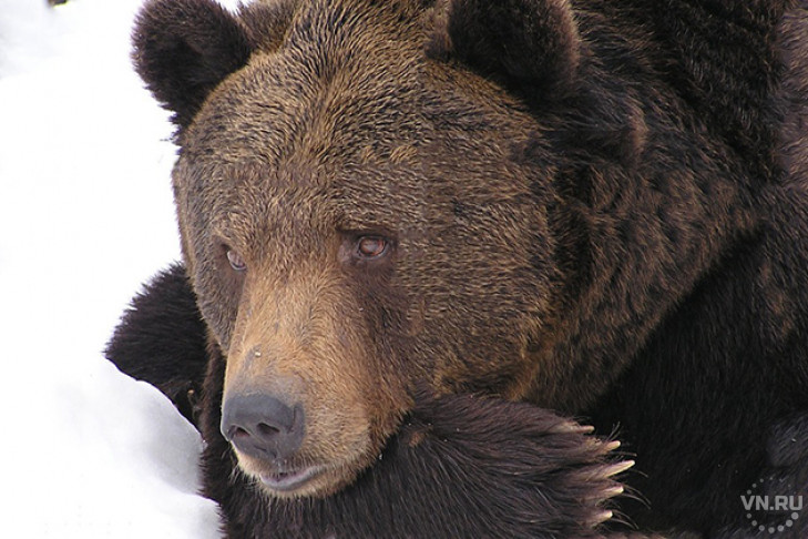 Медведь на веревке разгуливает по селу – жители в страхе