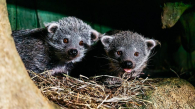 В Новосибирском зоопарке родилась тройня бинтуронгов