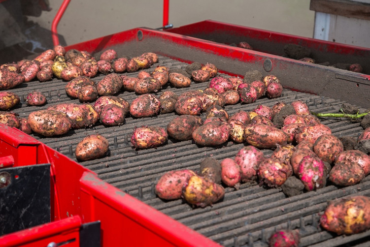 Картофель из Израиля появился в магазинах Новосибирска