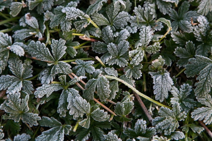 Штормовое предупреждение о первых заморозках выпустили синоптики в Новосибирске