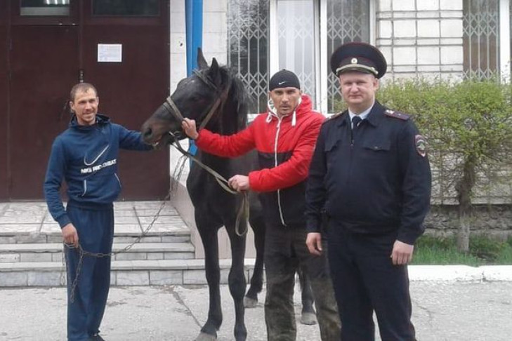 Хозяин забрал жеребца-хулигана из полиции Новосибирска 