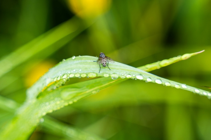 Дачников в Новосибирске предупредили об опасности утренней росы в августе