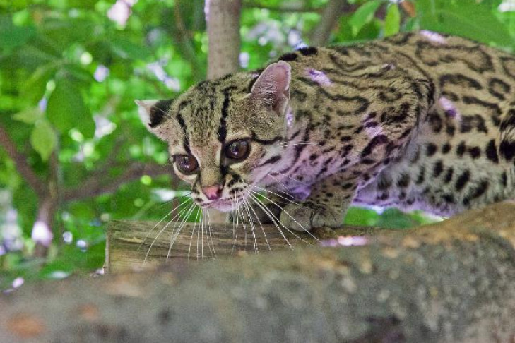  Кошка маргай впервые в России дала потомство в Новосибирском зоопарке