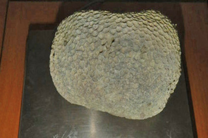 Туриста задержали в аэропорту Толмачево с запрещенным сувениром