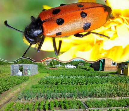 Жастардың юбка астындағы порносы