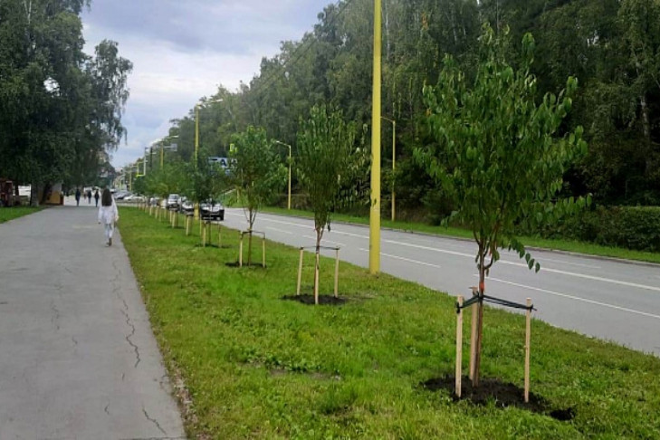 Молодые саженцы вместо засохшей аллеи высадили на улице Ильича в Новосибирске