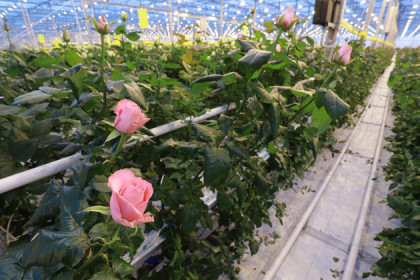 Миллион алых роз: в Новосибирске выращивают цветы для всей Сибири и Дальнего Востока