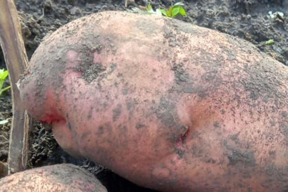 Картошка весом 2 килограмма установила рекорд в Новосибирской области