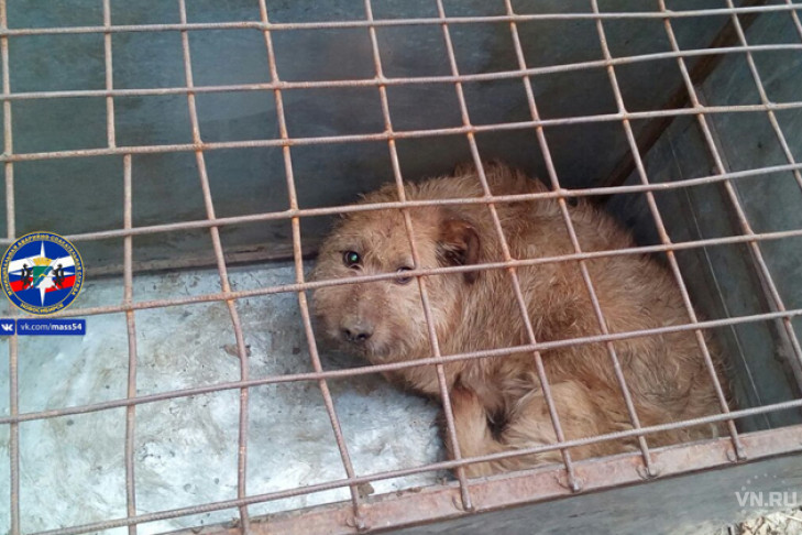 Собаку спасли из 4-метрового погреба в Новосибирске