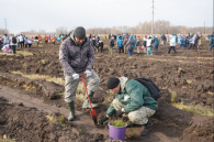 Новый сосновый бор заложили в Ордынском лесничестве в рамках нацпроекта «Экология»