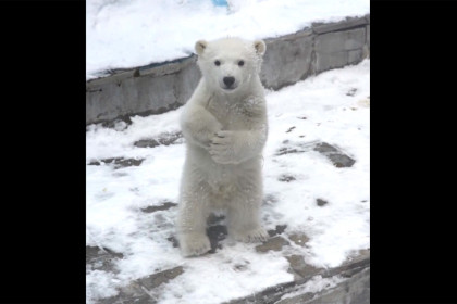 Медвежонок Кая и Герды в Новосибирске учится ходить на двух лапах