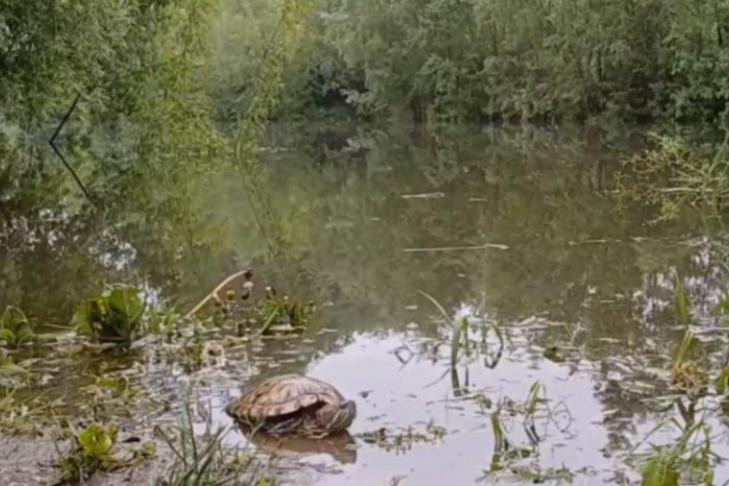 Черепаху-брошенку из реки Тула определили на ПМЖ в Новосибирске