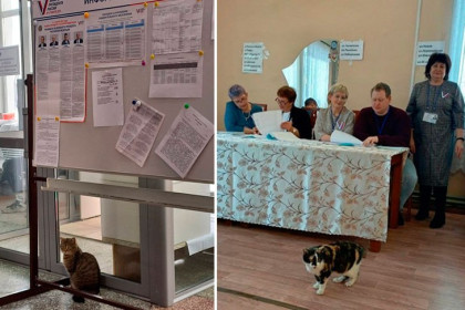 Мурзик и Муся наблюдали за выборами президента в Новосибирской области