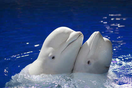 «Дельфиния» подарит новосибирцам новогодние чудеса