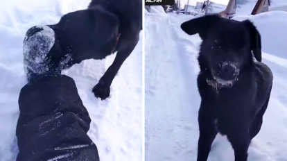 Собака напала на новосибирского школьника в частном секторе